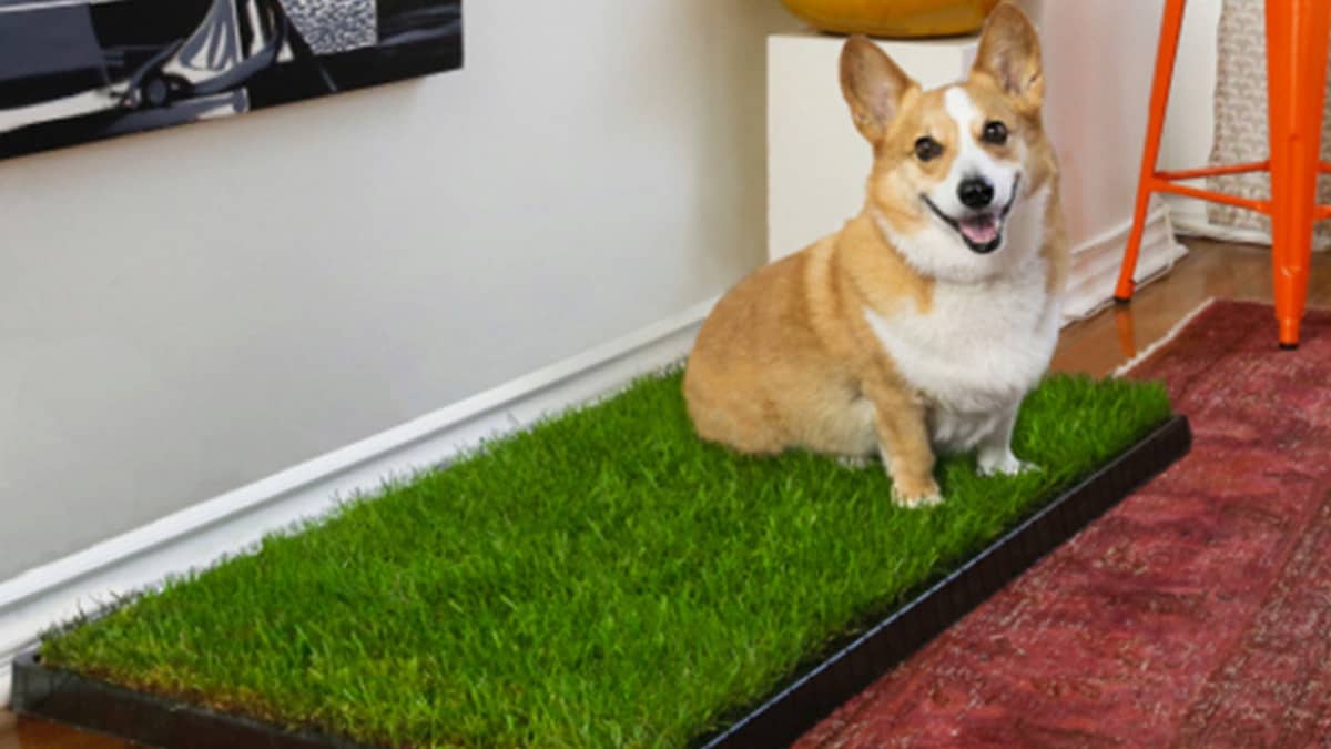 5 Best Grass Patches For Small Dogs (Bonus Potty Training Tips!)